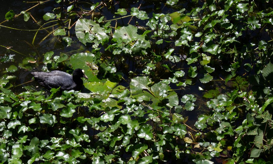 Coot among lily pads