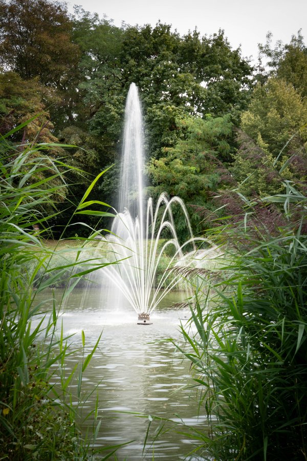 Fountain among the reeds