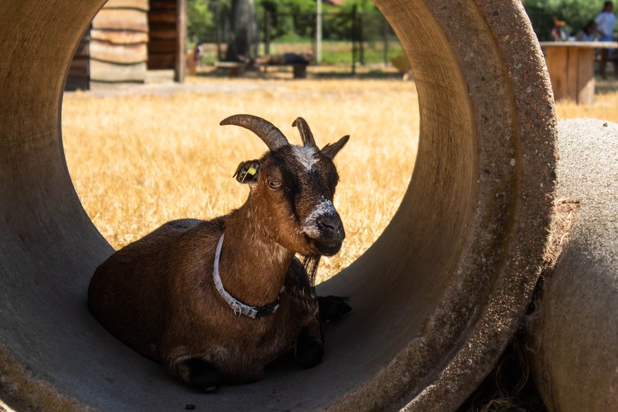 Resting in the shade