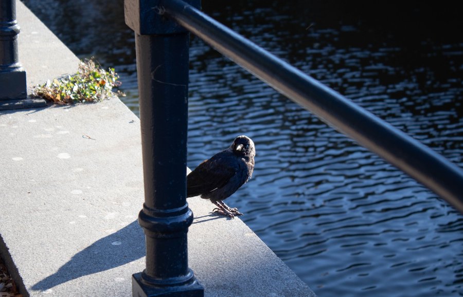 Jackdaw by the water