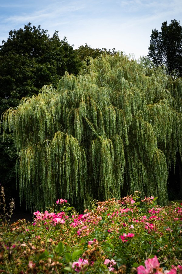 Garden willow